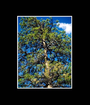 Ponderosa Pine- #2899
