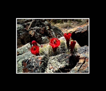 Rock Cactus in Bloom- #0191