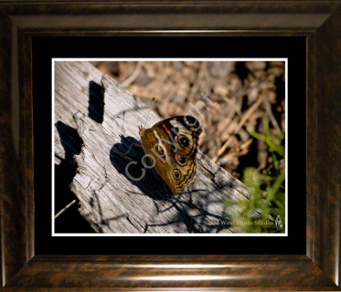 Buckeye Butterfly- #3052