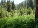 Forest Ferns- #0783