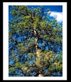 Ponderosa Pine- #2899