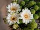 Saquaro Blossoms- #71592
