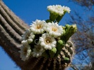 Saquaro Bouquet- #91599