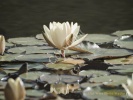 Lily Pad- #01327