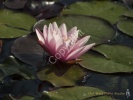 Lily Pad- #01333