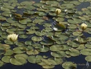 Lily Pad- #01336