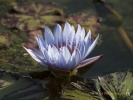 Lily Pad- #01343_1