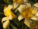 Yellow Flower- #01344_1