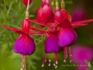 Bell Flower- #01352_1