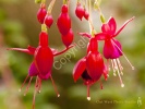 Bell Flower- #01356_1
