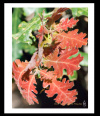 Red Oak Leaves- Item #2952