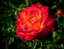 Fire Rose- #01323