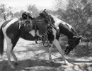 Resting- #0663bw