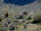 Wild Mustangs- #1000241