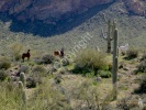 Wild Mustangs- #1000244