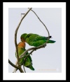 Pair of LoveBirds- #92700_2