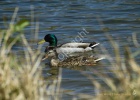 Mallard Pair on Lake- #1129A