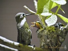 Hummingbird Family- #42772