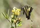 Swallowtail- #91134c