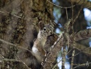 Squirrels Lunch- #091142