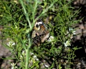 Buckeye Butterfly- #3051