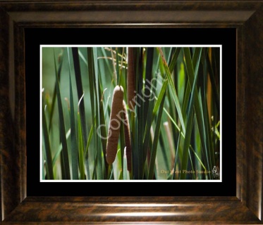 Lake Cattails - #0222_4