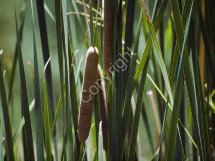 Lake Cattails - #0222_4
